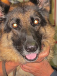 Inca, wat een prachtig hoofd!
